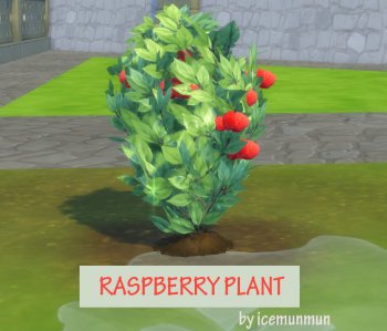 Harvestable Raspberry Plant