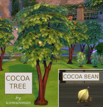 Harvestable Cocoa Bean