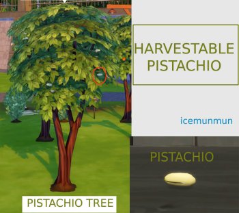 Custom Harvestable Pistachio