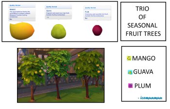 Harvestable Season fruit tress - Mango, Guava, Plum