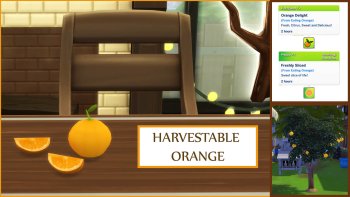 Harvestable Orange