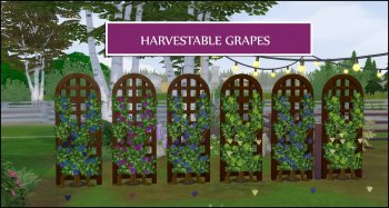Harvestable Grapes - 6 Varieties