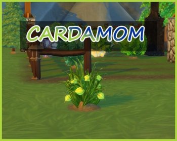 Cardamom Harvestable