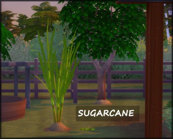 Harvestable Sugarcane