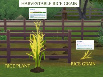 Harvestable Rice Grain