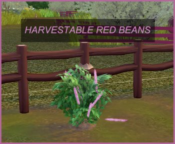 Harvestable Red Bean