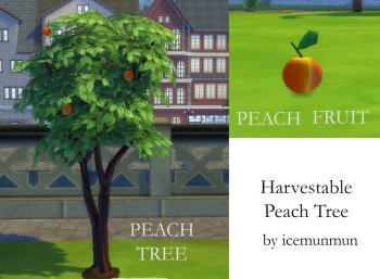 Harvestable Peach Tree