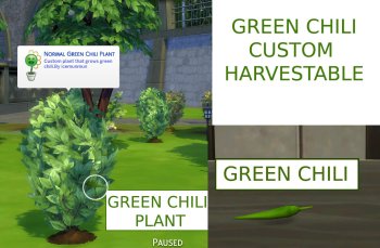 Custom Harvestable Green Chili