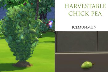 Custom Harvestable ChickPea