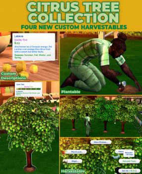 Citrus Tree Collection by Robin