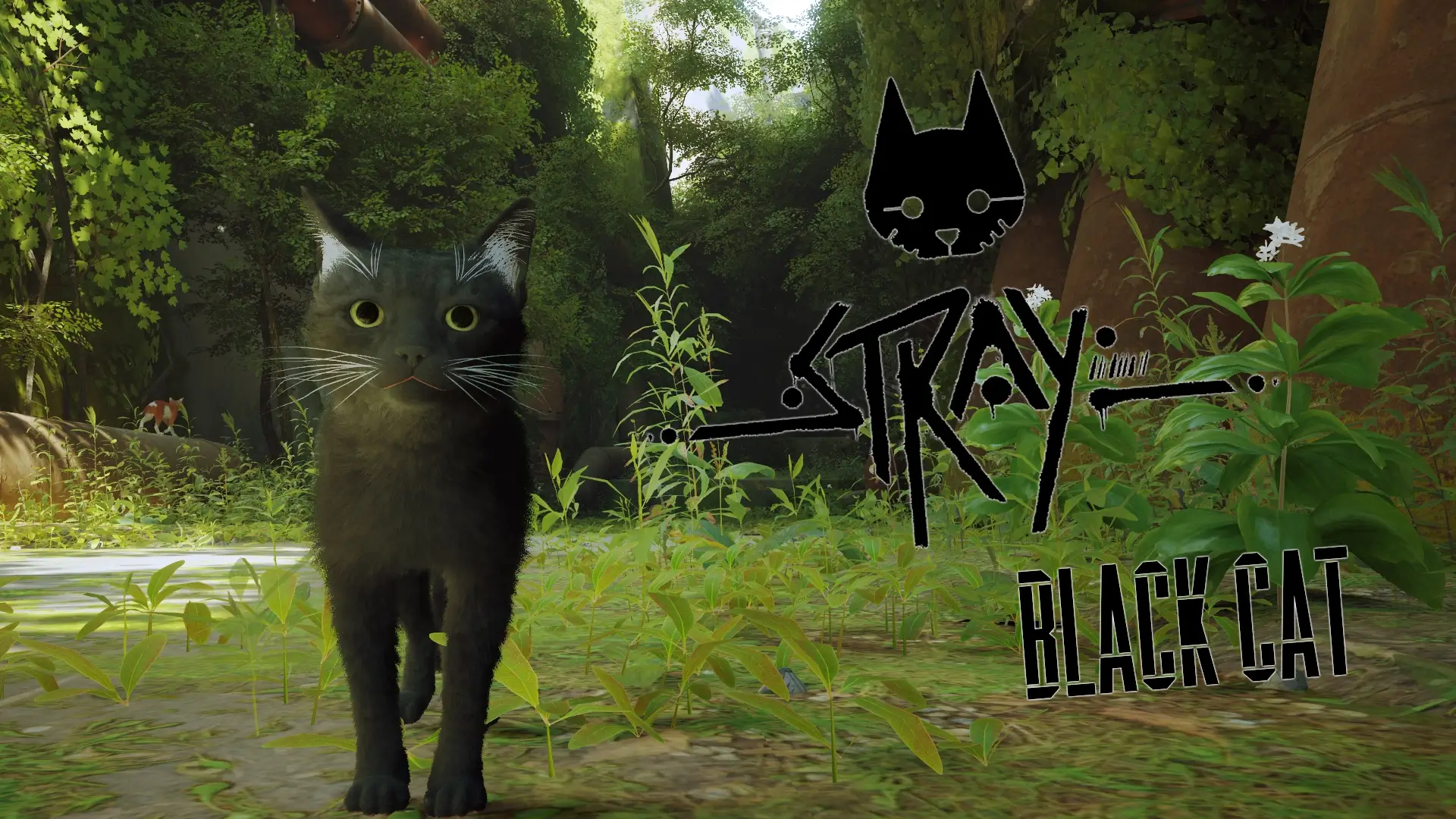 Черная кошка играть. Игра черный кот. Stray кот. Черный кот из игры. Stray игра.