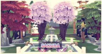 Sakura - Cherry Blossom