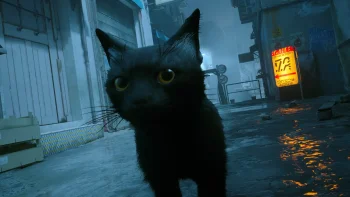Black cat with orange eyes