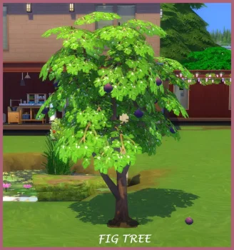Harvestable Fig Tree