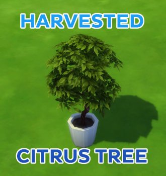 Harvested Citrus Tree!