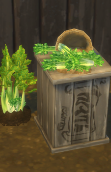 Harvestable leafy Celery