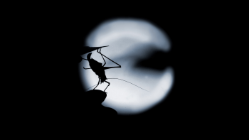 Nighttime Cicadas -- Replace Disruptive Nighttime Noises --