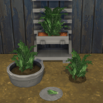 Kale Harvestable & Plant
