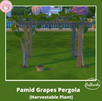 Pamid Grapes Pergola