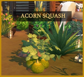 Harvestable Acorn Squash