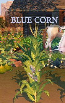 Harvestable Blue Corn