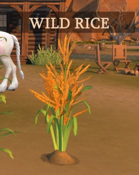 Harvestable Wild Rice