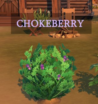 Harvestable Chokeberry