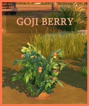 Harvestable Gojiberry