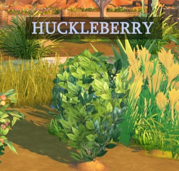 Harvestable Huckleberry